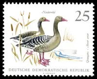 Greylag