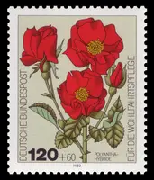 Polyantha hybrid Rose