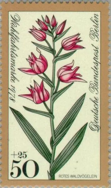 Cephalanthera rubra