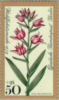 Cephalanthera rubra