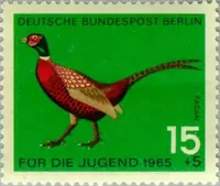 Phasianus colchicus