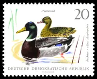 mallard