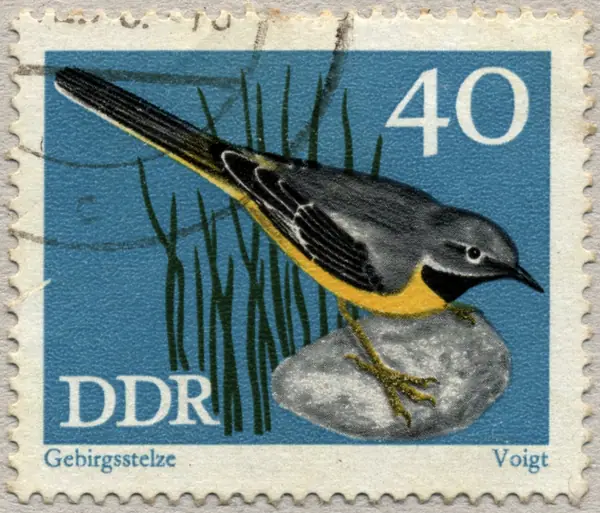 Motacilla cinerea
