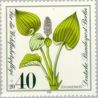 Calla palustris