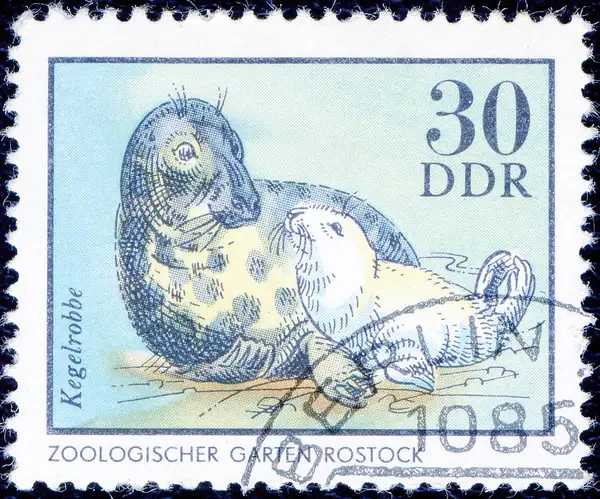 Kegelrobbe