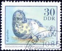Kegelrobbe