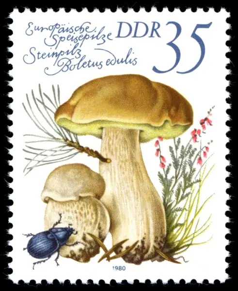 Boletus edulis