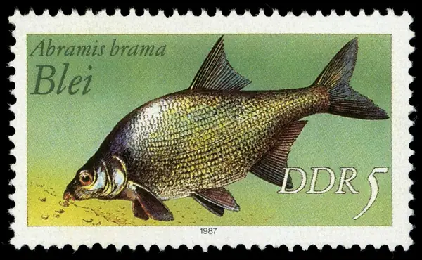 Abramis brama