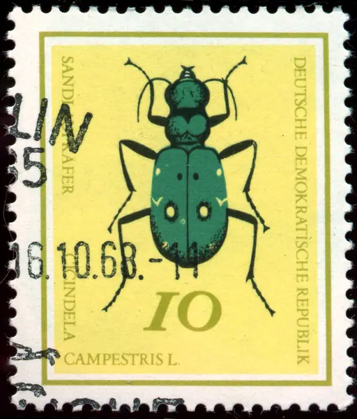 Cicindela campestris