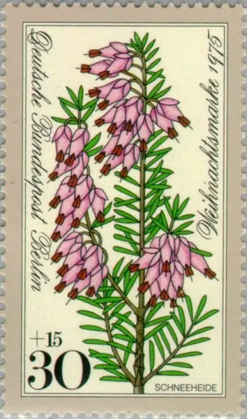 Erica carnea