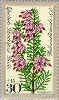 Erica carnea