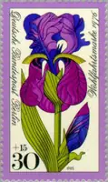 iris