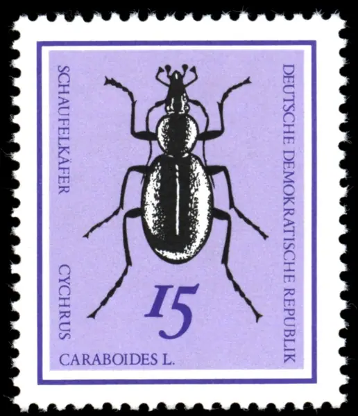 Cychrus caraboides