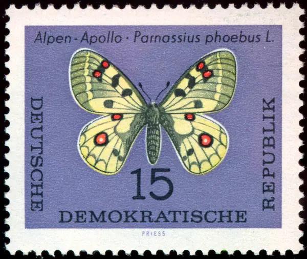 Parnassius phoebus