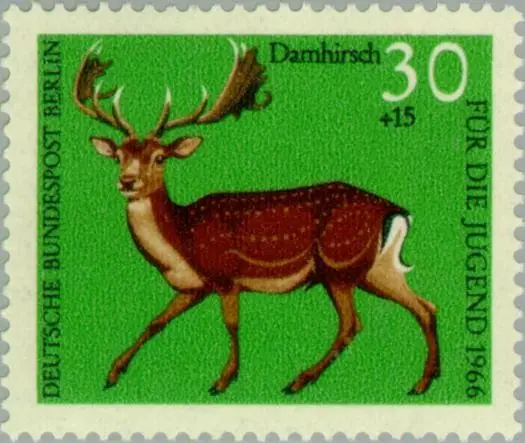 fallow deer