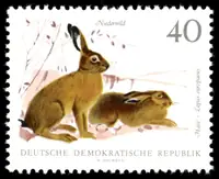 hare