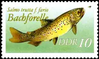 brown trout dateless