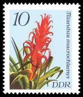 Tillandsia macrochlamys