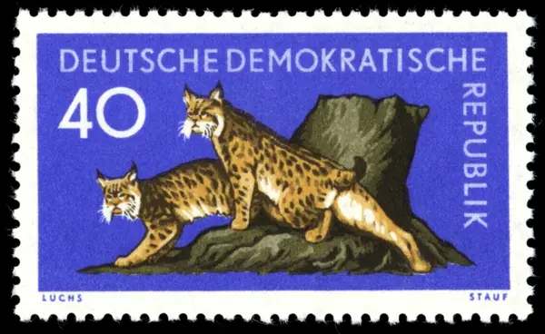 lynx