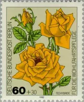 Hybrid tea rose