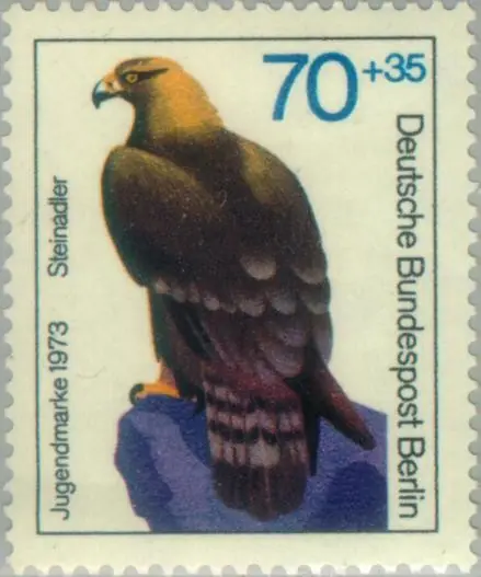 Aquila chrysaetos