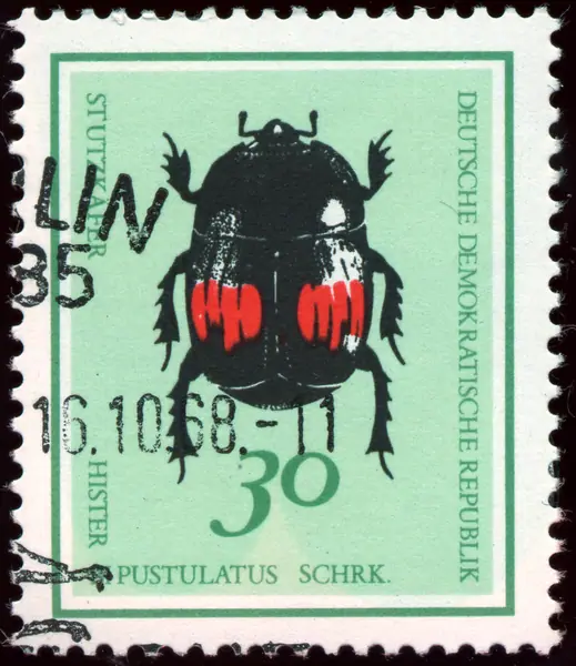 Hister bipustulatus