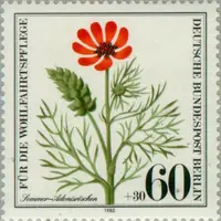 Summer pheasants eye