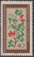 Rosa canina , w. quatrefoil & DDR