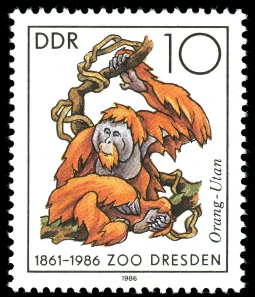 orangutan