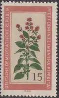 Mentha piperita , w. quatrefoil & DDR