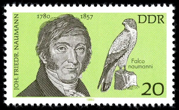 J F Naumann