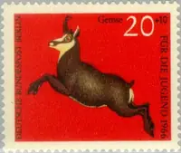 chamois