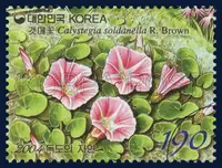 Calystegia soldanella R. Brown