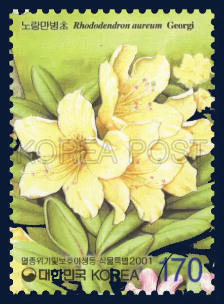 Rhododendron aureum Georgi Single stamp