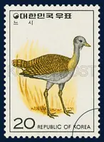 Siberian Bustard