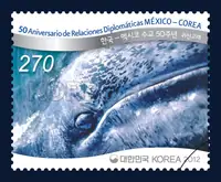 gray whale