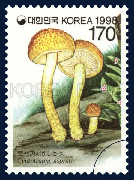 Cyptotrama asprata Single stamp