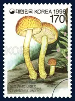 Cyptotrama asprata