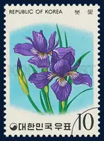 Iris
