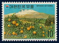 A tangerine orchard (Cheju Island)