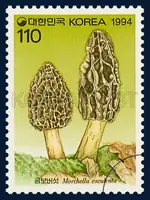 Mochella esculenta