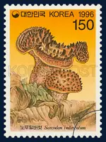Sarcodon imbricatum Karst.