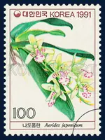Aerides japonicum