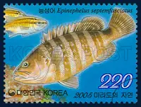 Ephinephelus septemfasciatus
