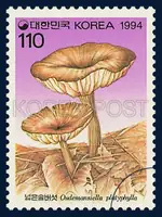 Oudemansiella platyphylla