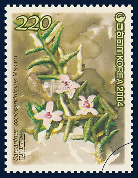 Sarcanthus scolopendrifolius Makino Single stamp
