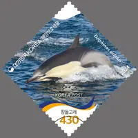 common dolphin