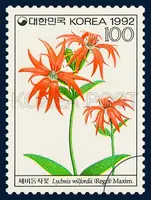 Lycbnis wilfordii(Regal) Maxim