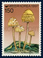 Panaeolus papilionaceus (Bull. : Fr. )Quel.