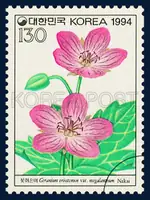 Geranium eriostemon var. megalanthum Nakai